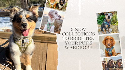 Let’s take a closer look at our three new collections