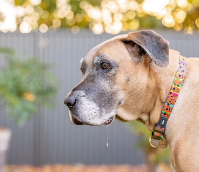 The changing needs of senior dogs