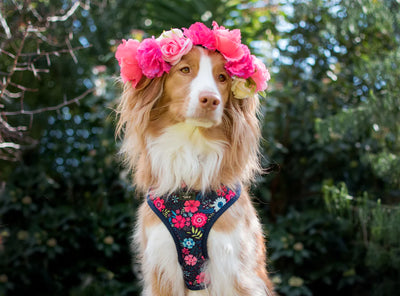 Put a spring in your pup’s step with Dizzy's blooming beautiful dog accessories