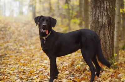7 Ways Dogs Positively Affect People’s Lives