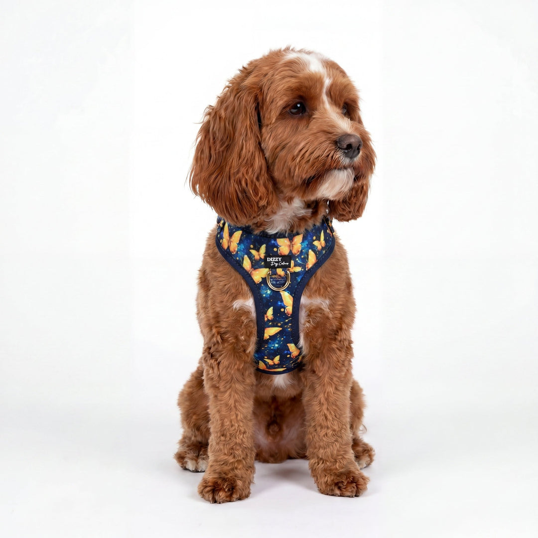 Why Y-Shaped Dog Harnesses Are Better for Dogs