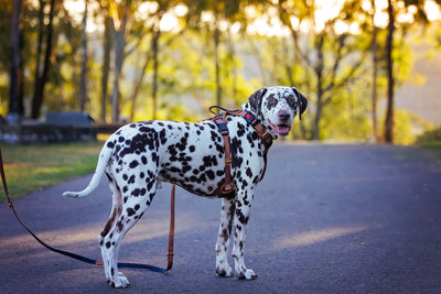 Dog walking must-haves: Our five essential accessories