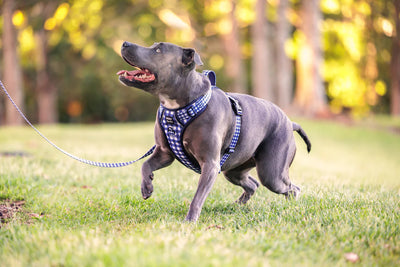 Reset your dog’s walking manners with a no-pull harness