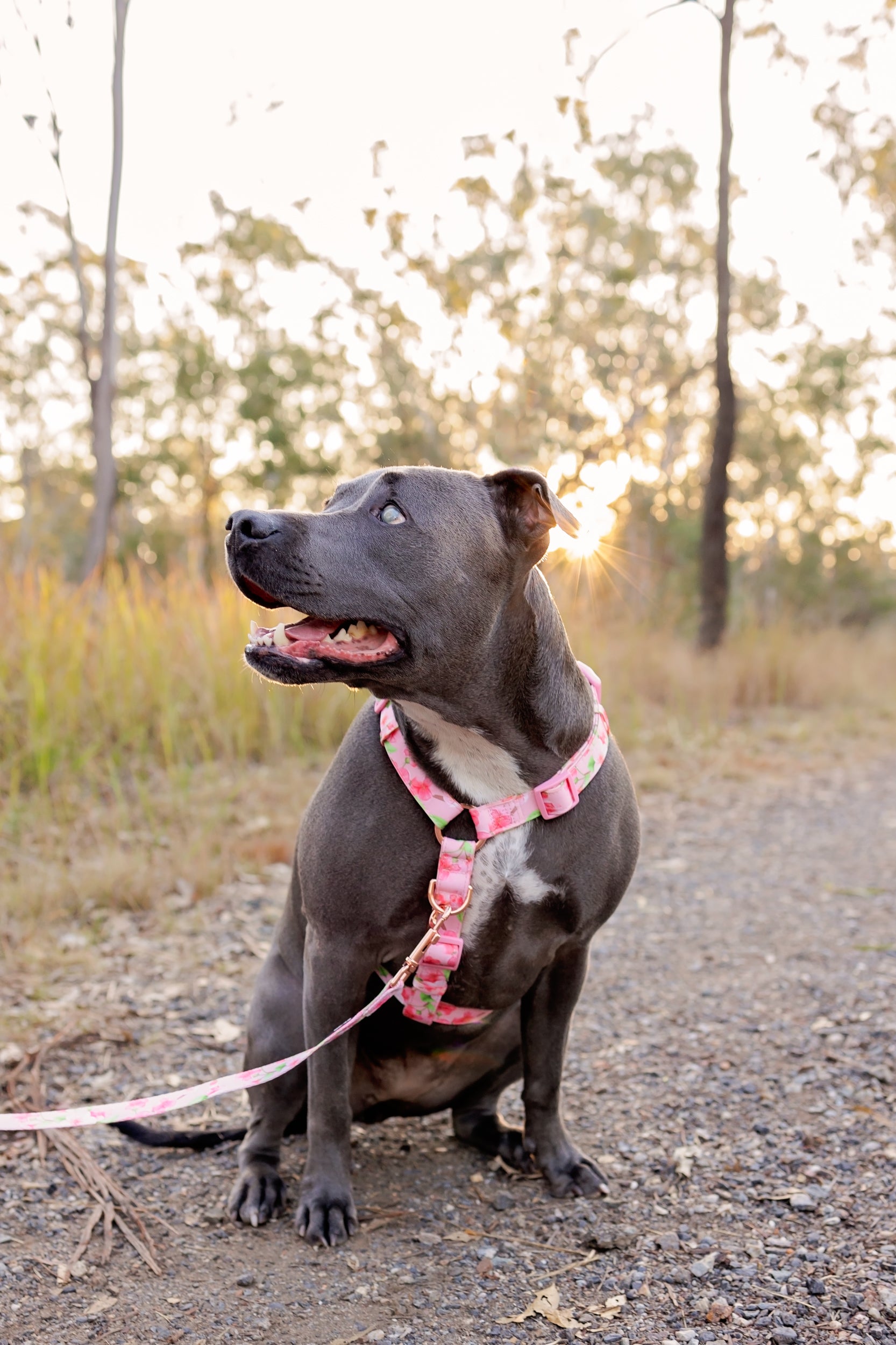 How Many Walks Does My Dog Need Every Day? Dizzy Dog Collars