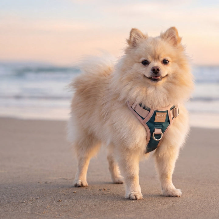 The Cove No Pull Dog Harness | Step-In Design with Handle | Stainless Steel