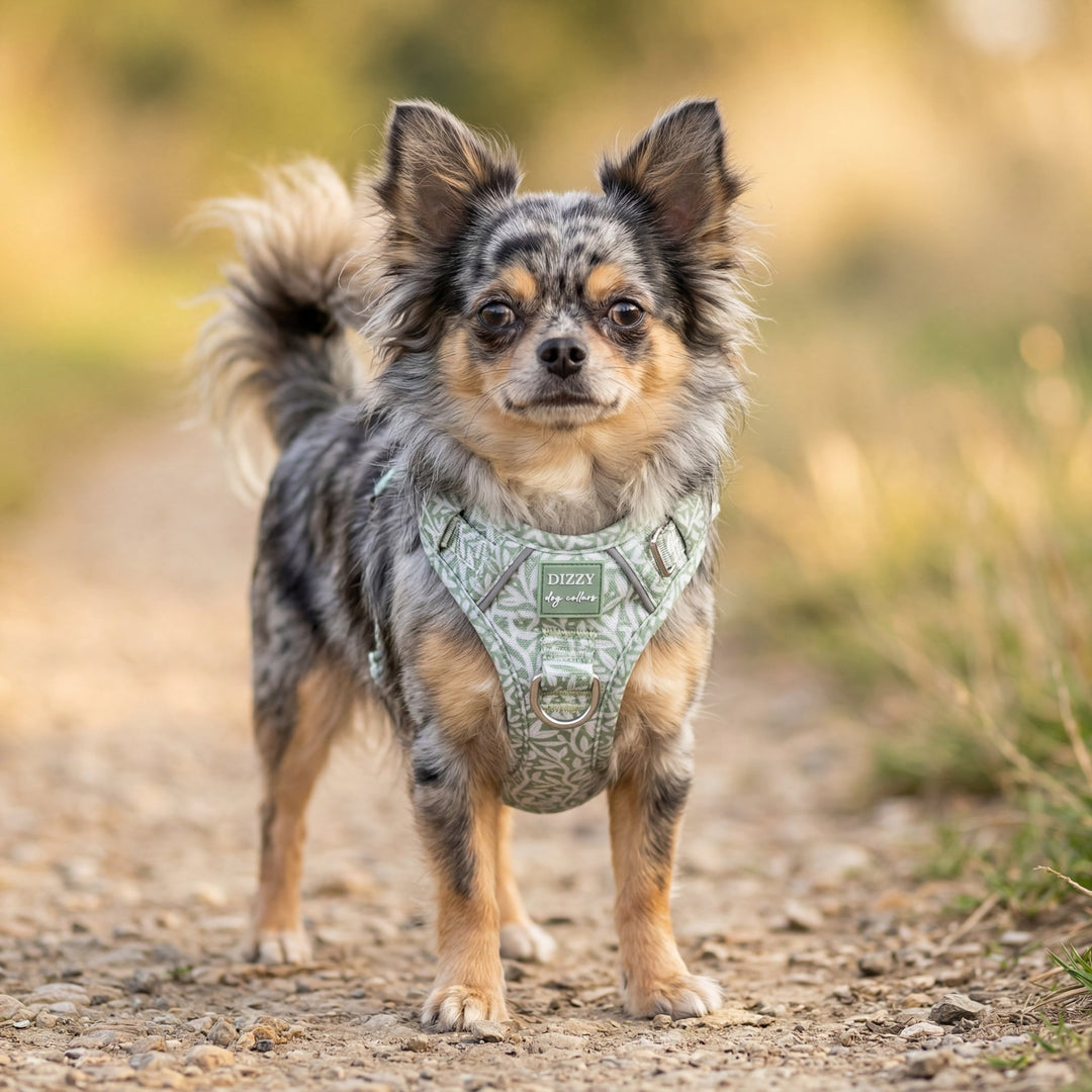 Small dog wearing a harness on a dirt path with a blurred natural background