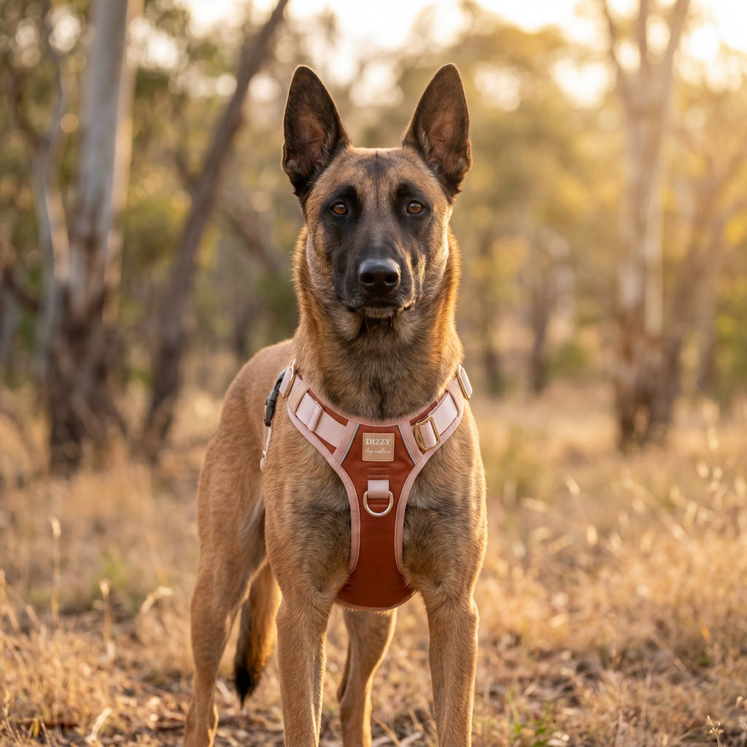 The Chai No Pull Dog Harness | Stainless Steel Step-In with Handle