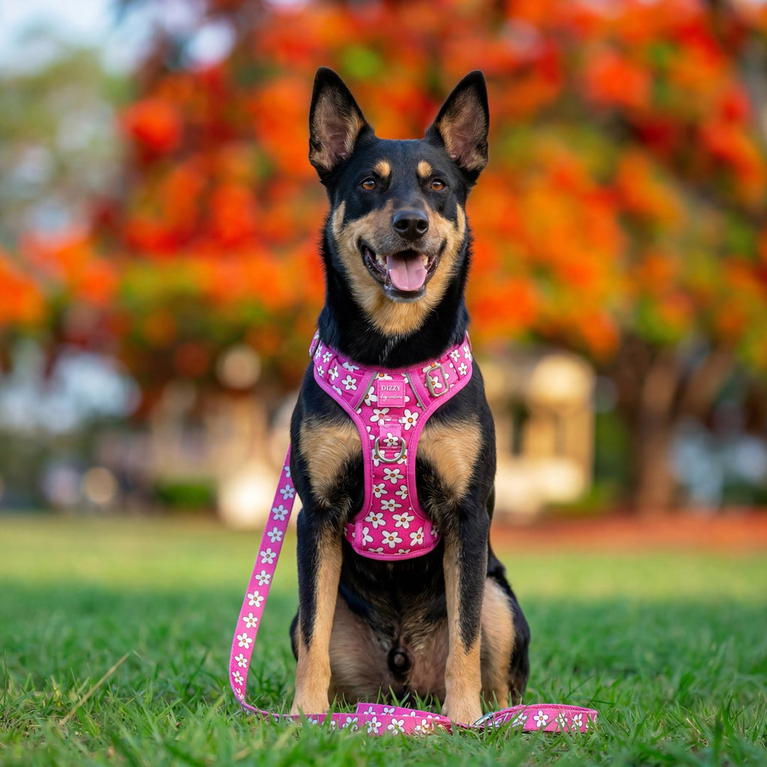Darling Daisy: No Pull Dog Harness