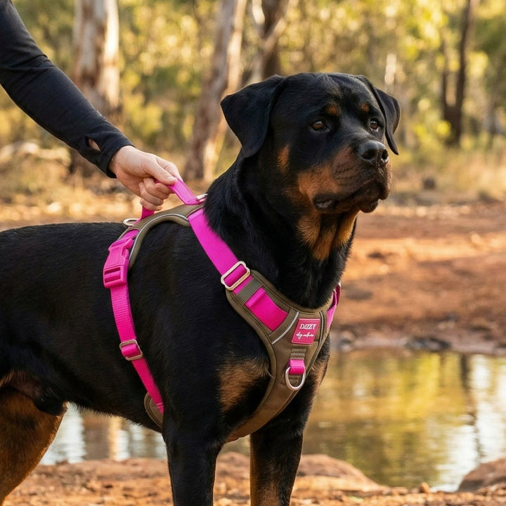 No Pull Dog Harness | Step-In Design with Handle | Reflective & Padded | The Fig: Stainless Steel