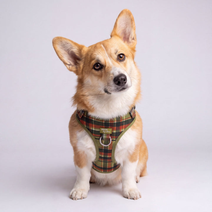 DOG HARNESS | An Olive Christmas  | Neck Adjustable Dog Harness