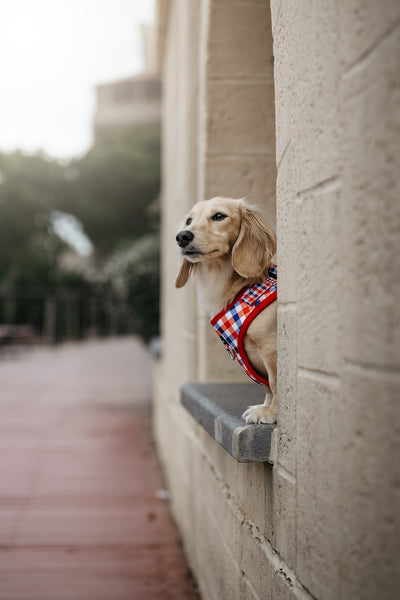 Sweet Sakura Dog Leash | Canvas & Neoprene | High Quality Fully Padded Leash-Leash-Dizzy Dog Collars