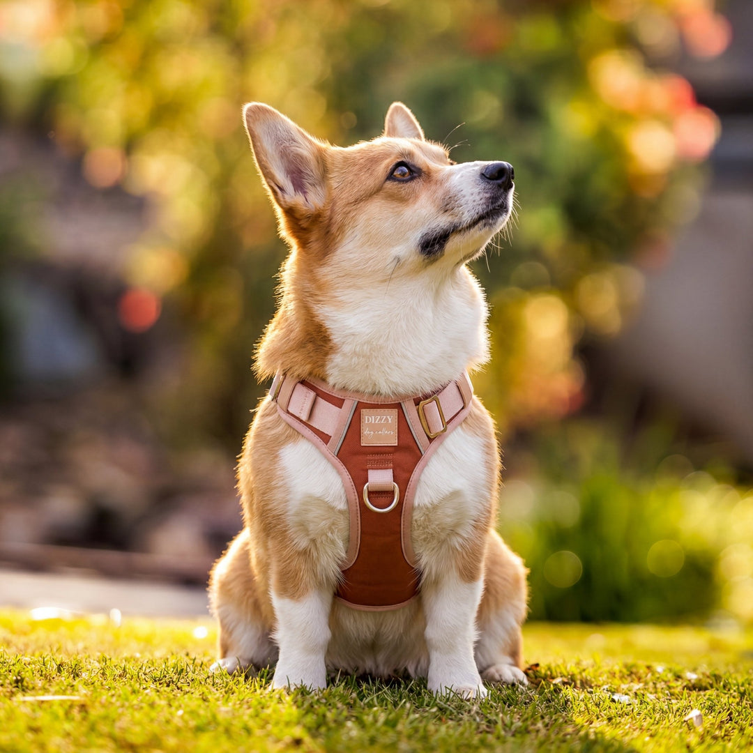 The Chai No Pull Dog Harness | Stainless Steel Step-In with Handle