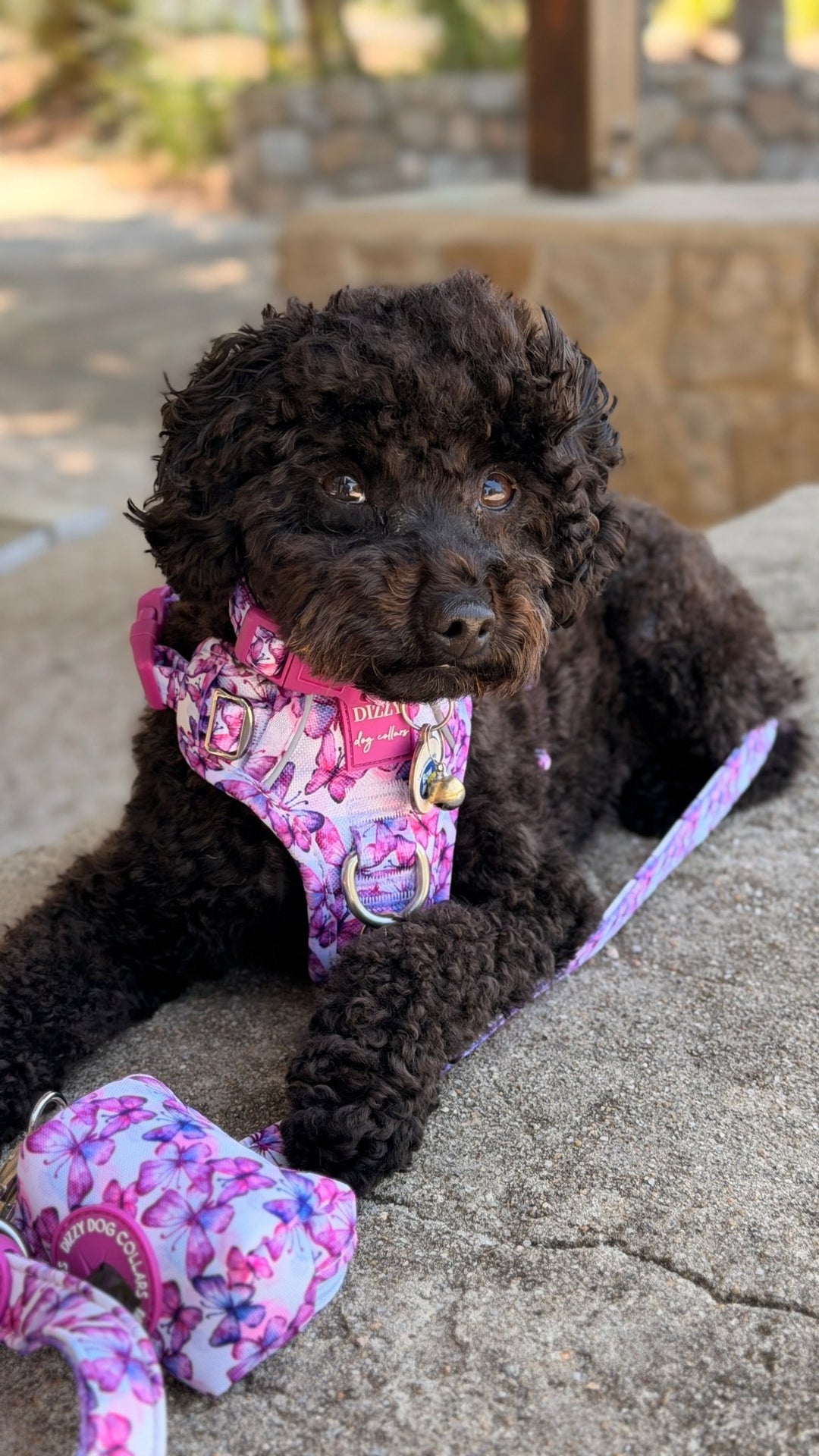 No Pull Dog Harness with Handle | Candy Sky Butterfly