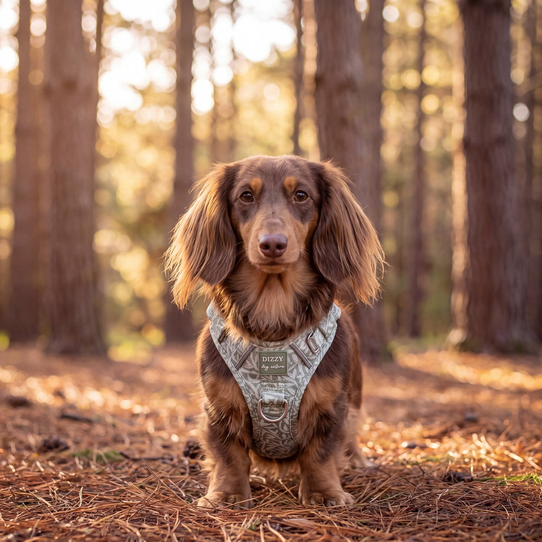 A dachshund wearing a patterned harness sits on a forest floor covered in pine needles, with blurred tree trunks in the background.