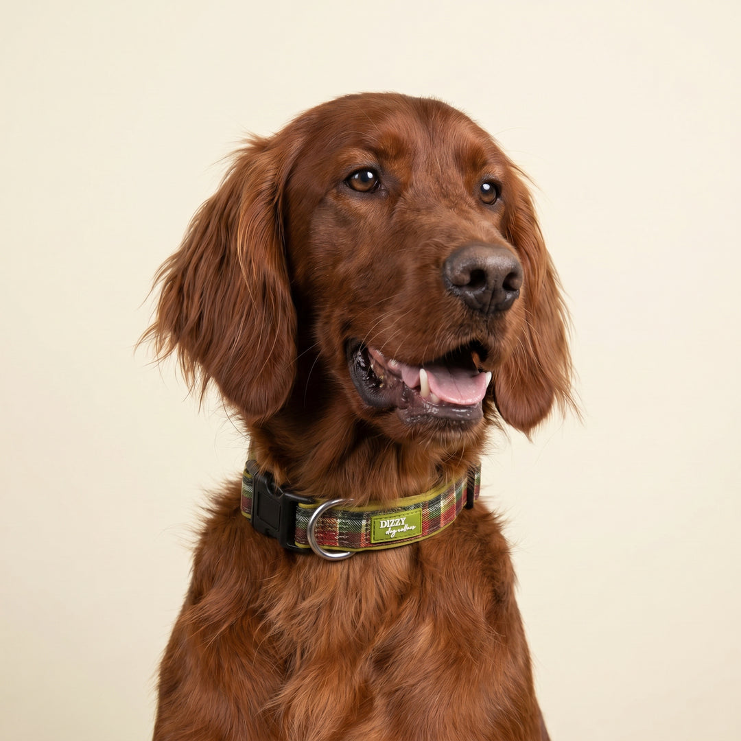 An Olive Christmas Dog Collar | Neoprene Dog Collar