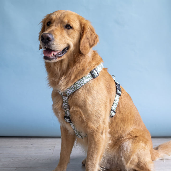 H-Harness - Wild Grove: Sage Vines  | Fully Padded Canvas & Neoprene Harness