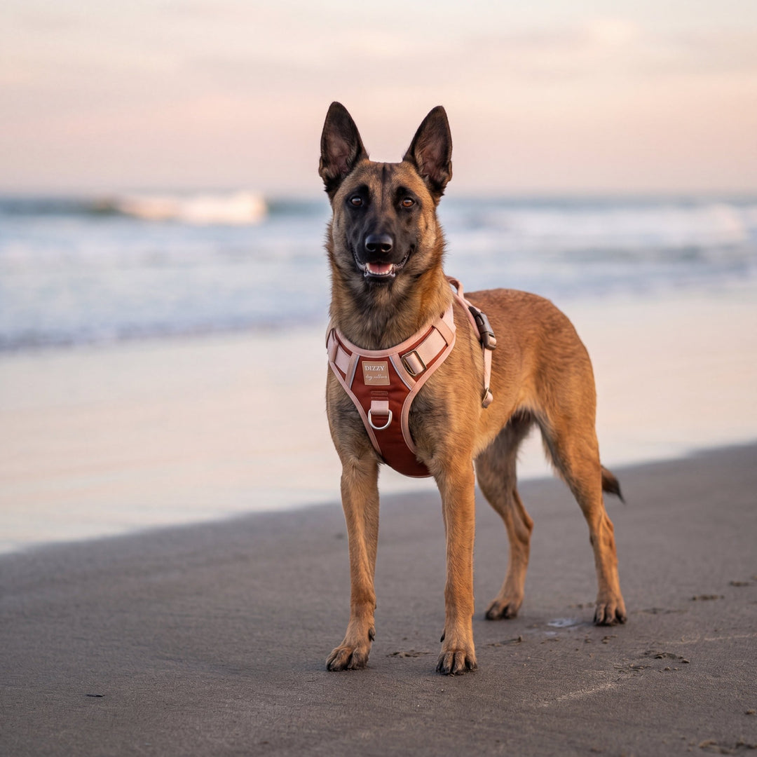 The Chai No Pull Dog Harness | Stainless Steel Step-In with Handle