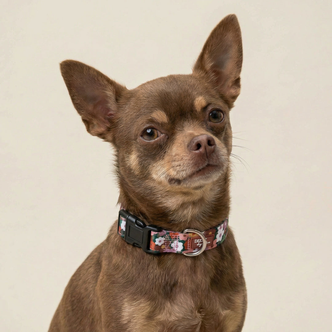 Autumn Acres Dog Collar | Neoprene Padded | Stainless Steel Hardware