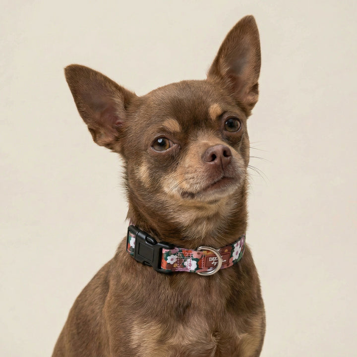 Autumn Acres Dog Collar | Neoprene Padded | Stainless Steel Hardware