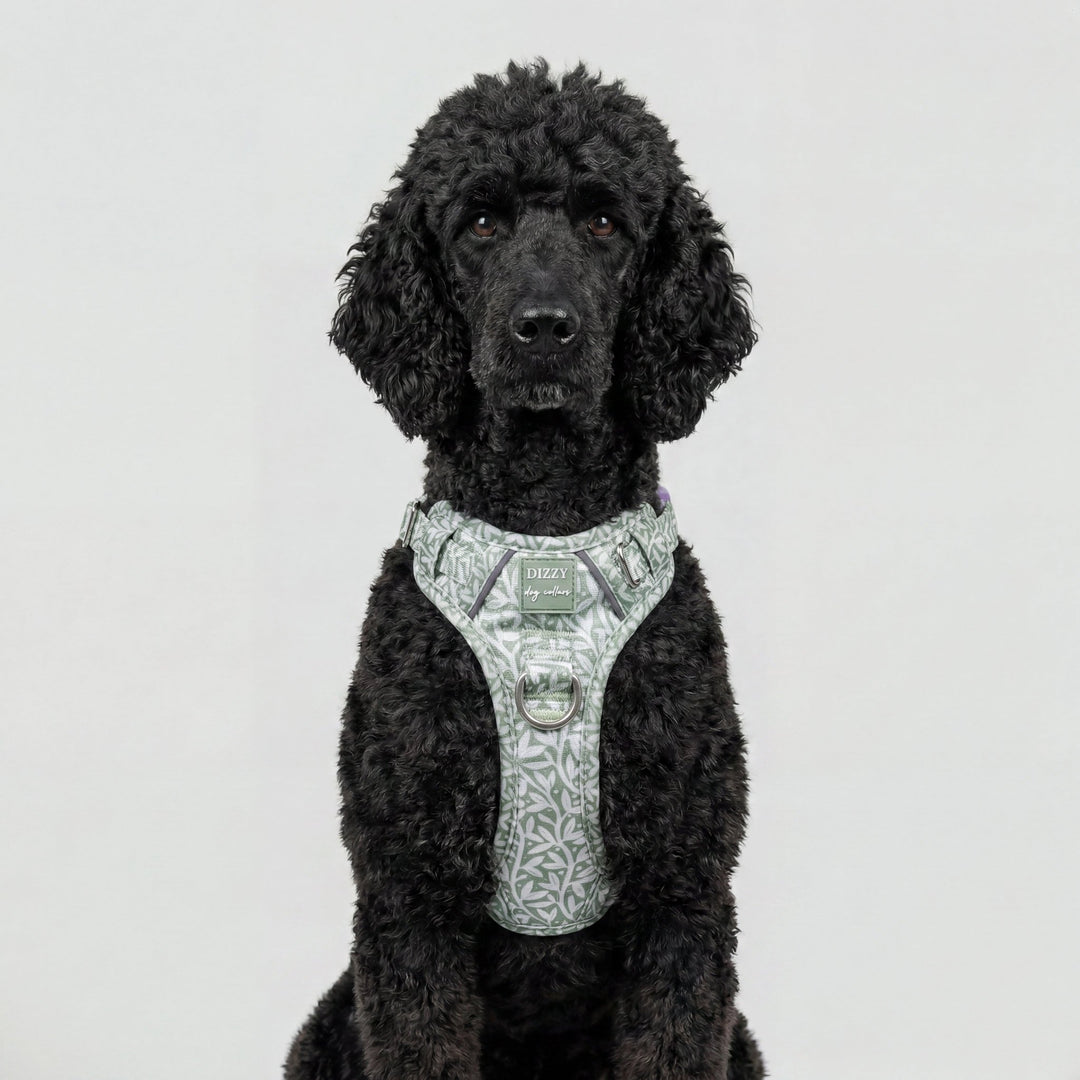 Black dog wearing a patterned harness on a light gray background