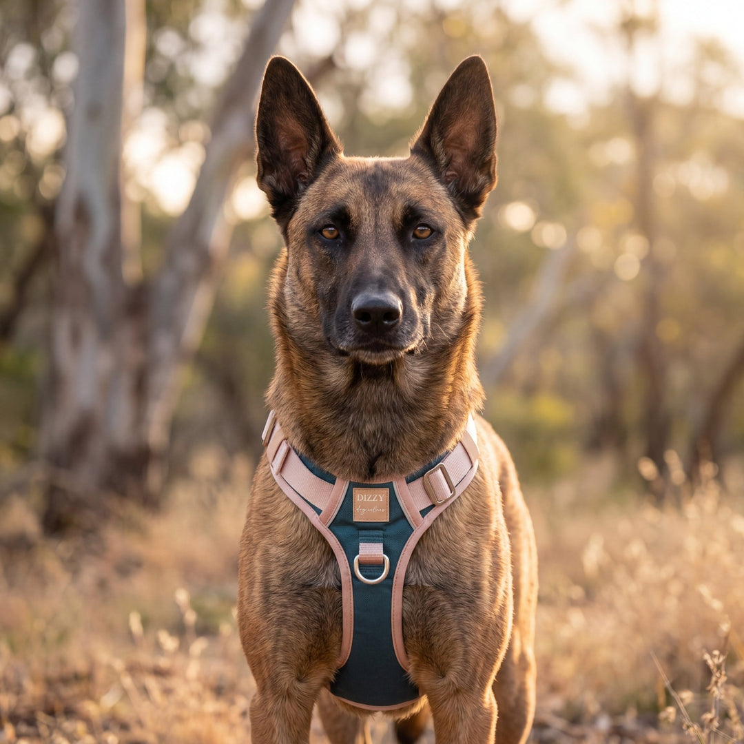 The Cove No Pull Dog Harness | Step-In Design with Handle | Stainless Steel