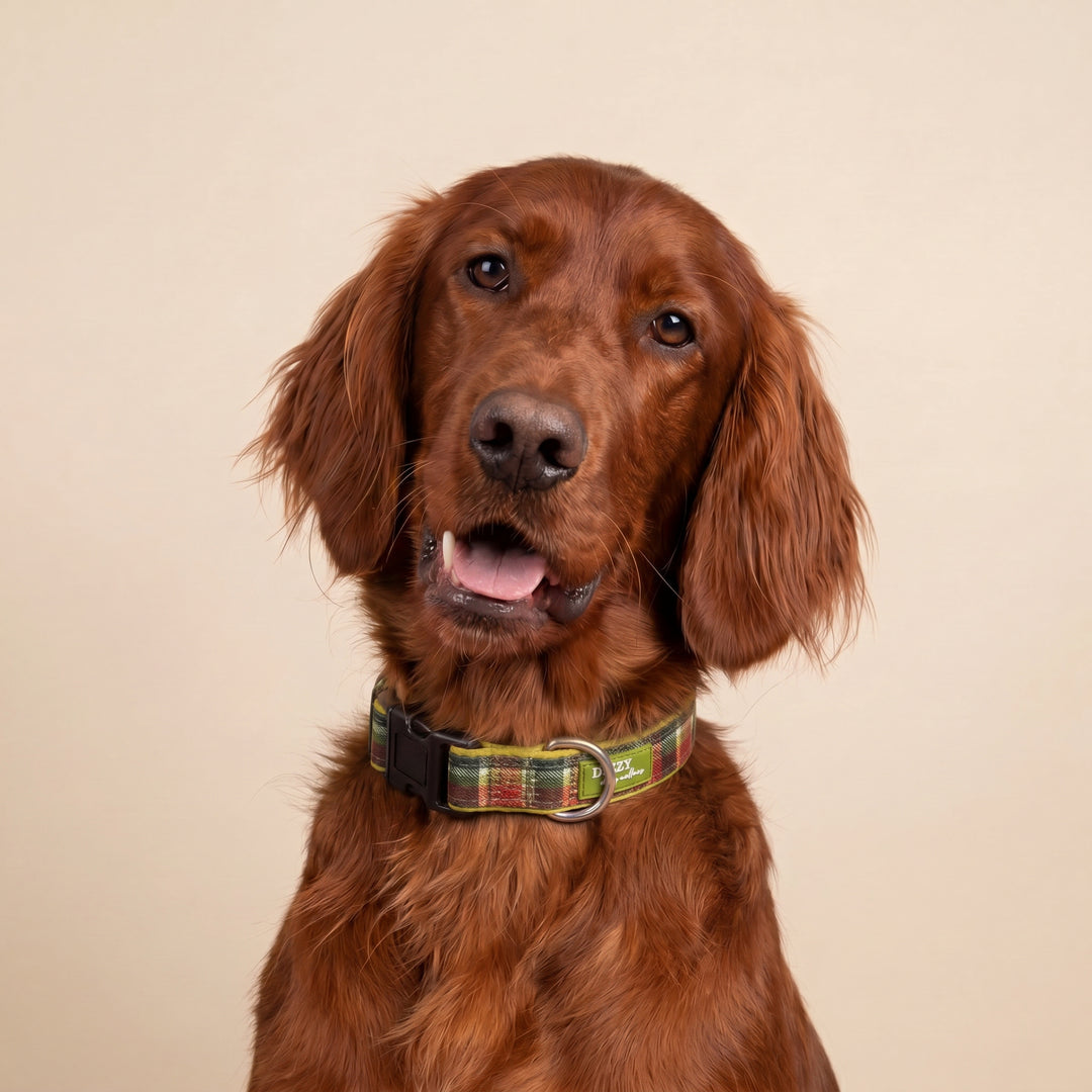 An Olive Christmas Dog Collar | Neoprene Dog Collar