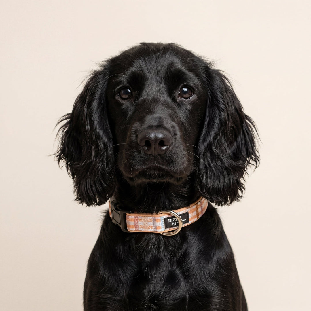 Vintage Gingham Dog Collar | Neoprene & Stainless Steel