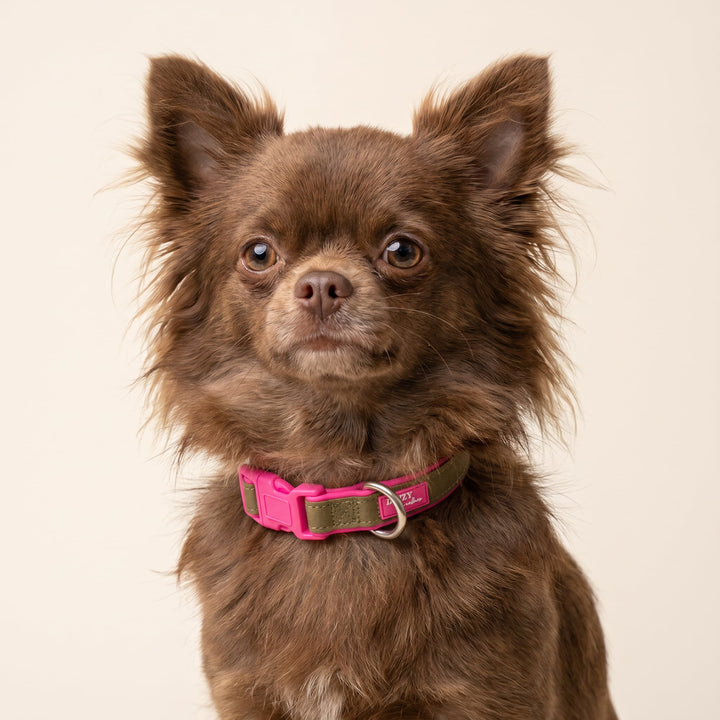 The Fig Dog Collar | Neoprene Padded | Olive & Hot Pink | Stainless Steel D-Ring