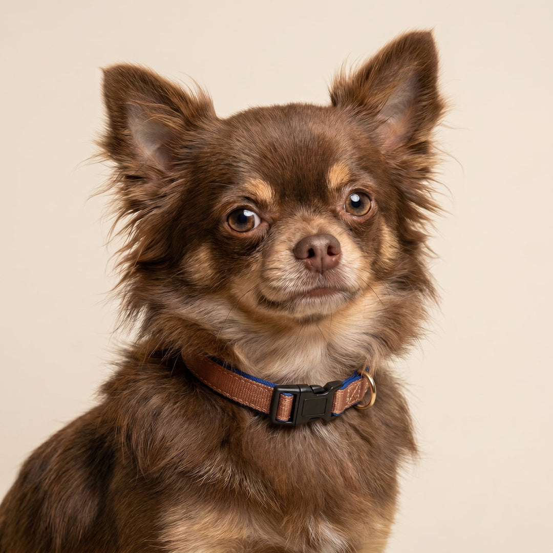 The Coco Dog Collar | Neoprene Dog Collar