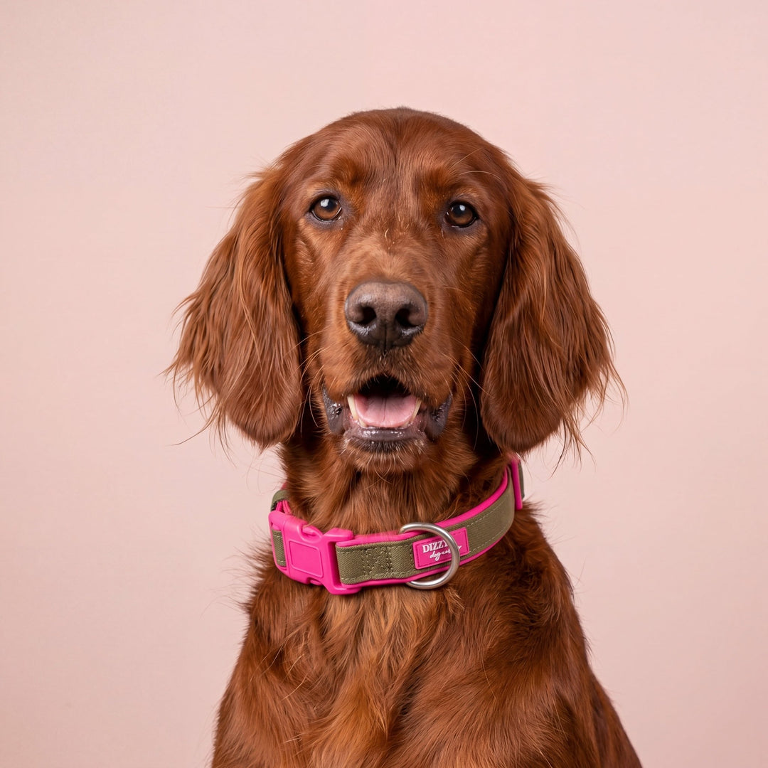 The Fig Dog Collar | Neoprene Padded | Olive & Hot Pink | Stainless Steel D-Ring