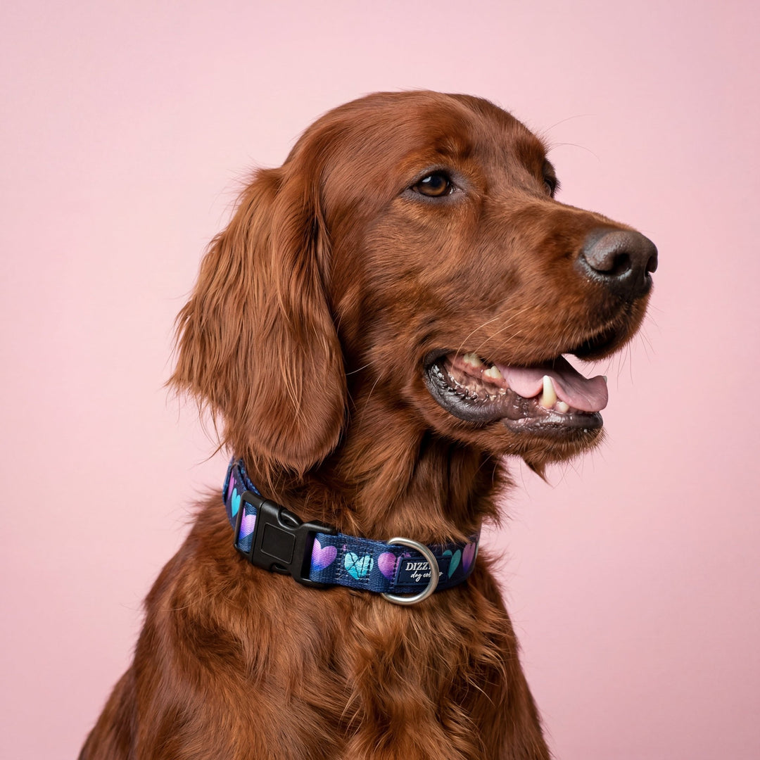 Hearts & Harmony Dog Collar | Neoprene Dog Collar