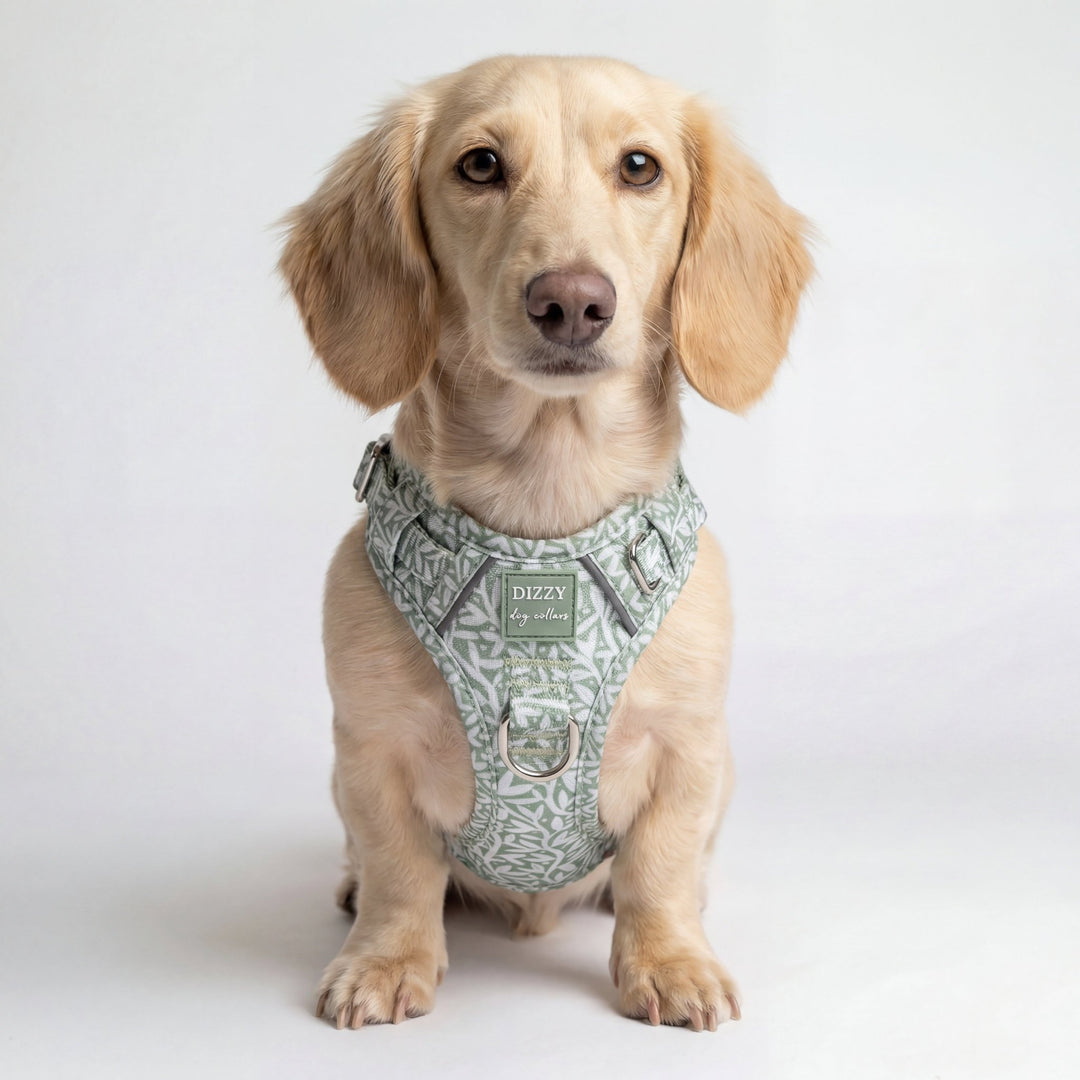 Dog wearing a green patterned harness on a white background