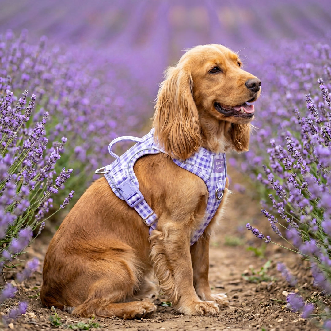 No Pull Harness with Handle | Lavender Gingham | Stainless Steel & Reflective | Step In
