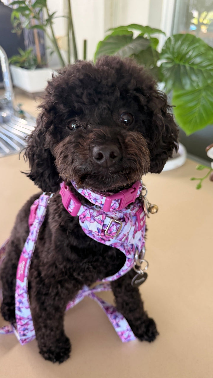No Pull Dog Harness with Handle | Candy Sky Butterfly
