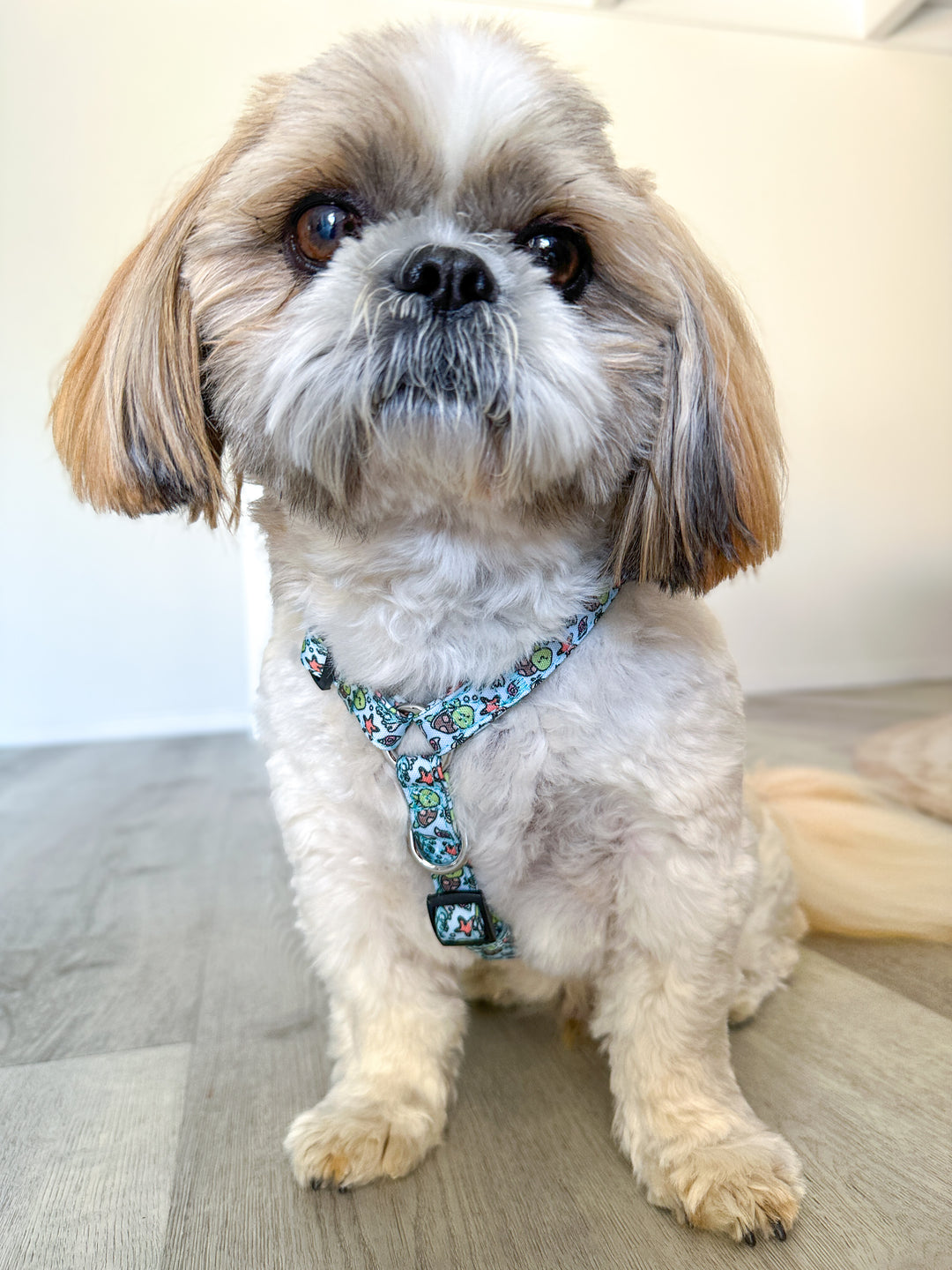 Step in H Harness with front & back attachment | Turtle Tots | Fully Padded Canvas & Neoprene Harness