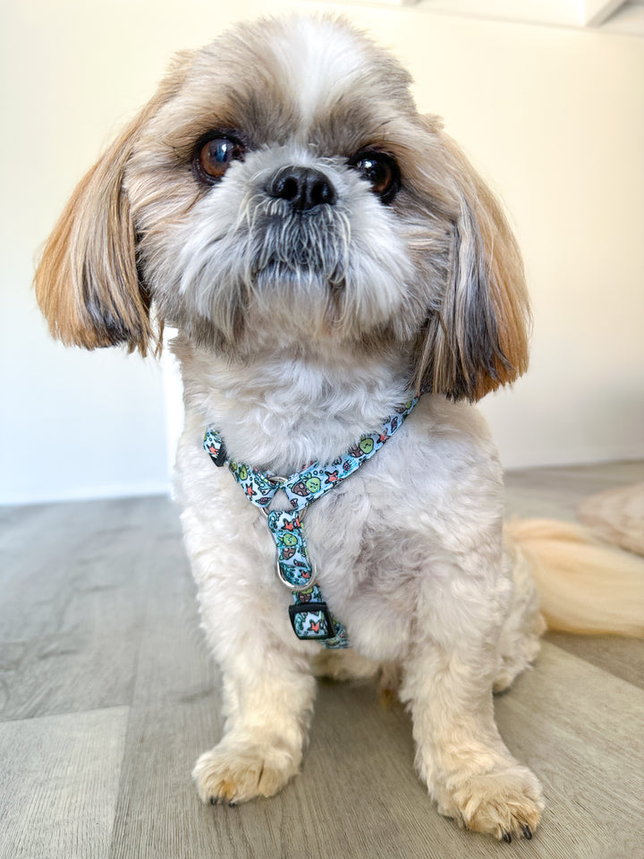 Step in H Harness with front & back attachment | Turtle Tots | Fully Padded Canvas & Neoprene Harness