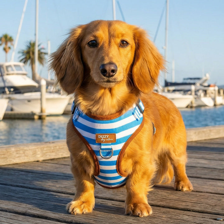 DOG HARNESS | Seaside Stroll | Neck Adjustable Dog Harness