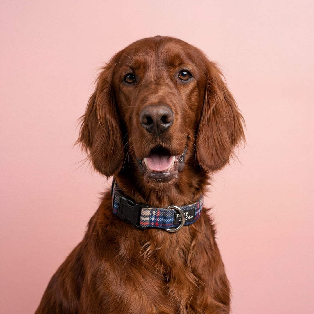 Highland Charm: Navy & Cream Plaid Dog Collar | Canvas & Neoprene | Stainless Steel