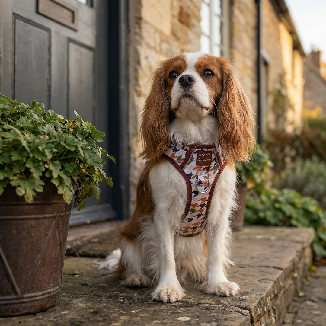 Dog wearing a patterned harness standing on a stone path with a building and plant in the background
