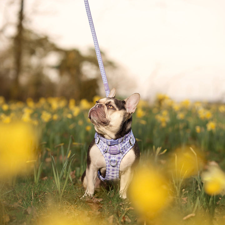 No Pull Harness with Handle | Lavender Gingham | Stainless Steel & Reflective | Step In