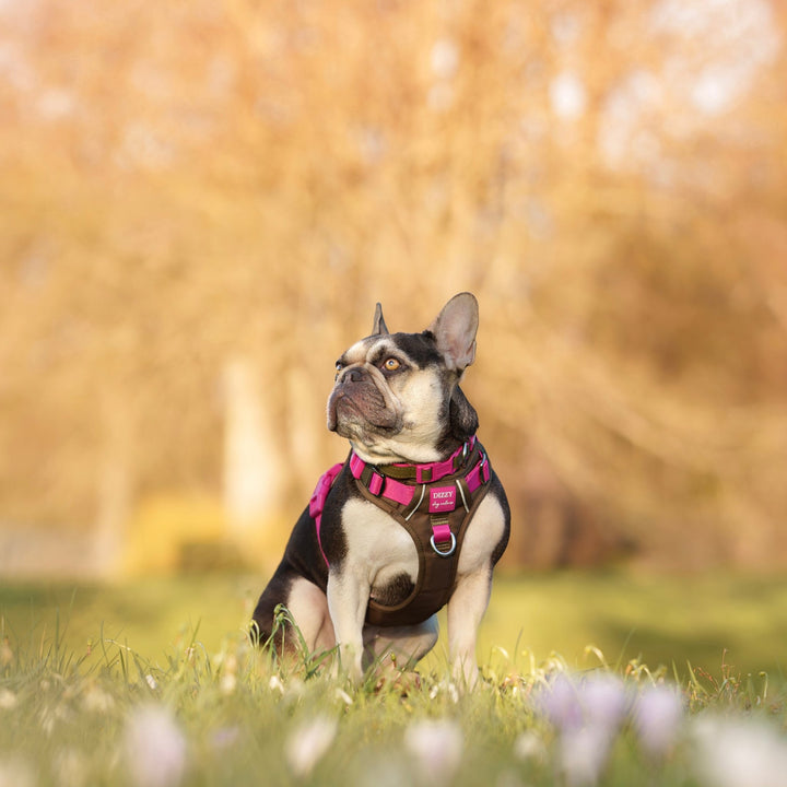 No Pull Dog Harness | Step-In Design with Handle | Reflective & Padded | The Fig: Stainless Steel
