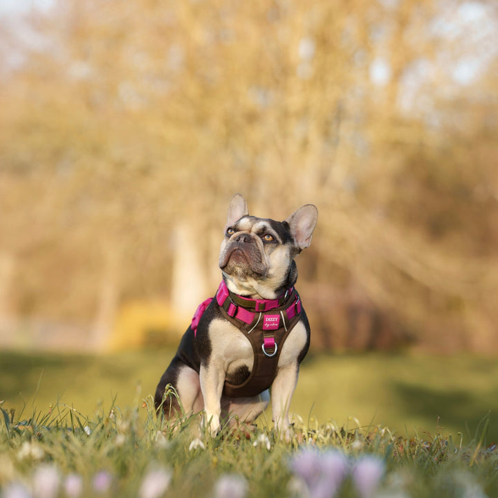 No Pull Dog Harness | Step-In Design with Handle | Reflective & Padded | The Fig: Stainless Steel