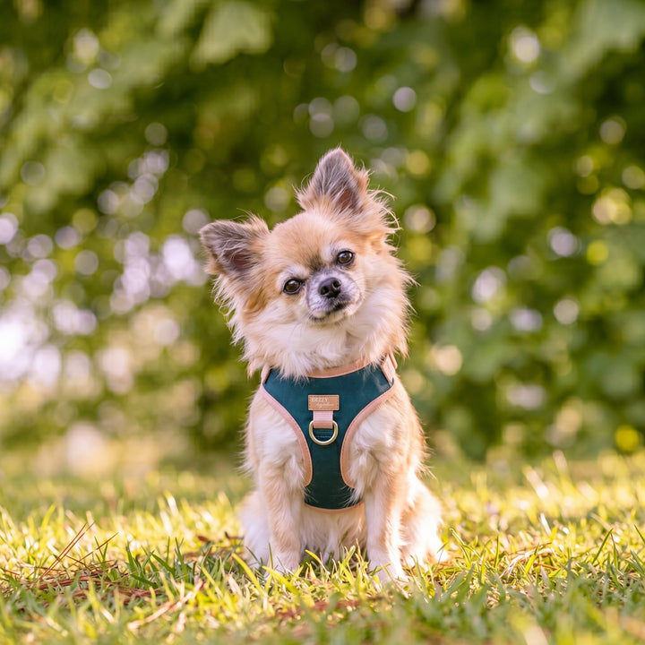 The Cove Adjustable Dog Harness | Teal & Sand | Stainless Steel D-Rings