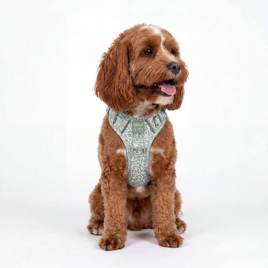 Brown dog wearing a patterned harness on a white background