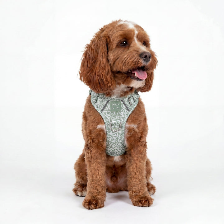Brown dog wearing a patterned harness on a white background
