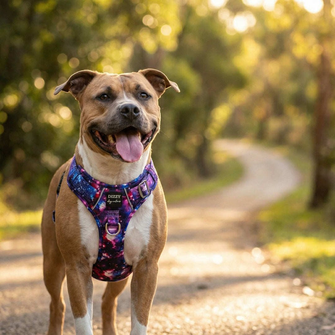 No Pull Dog Harness with Handle | Reflective & Stainless Steel | Galaxy