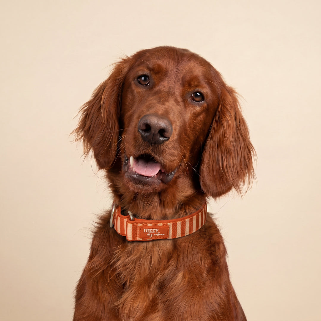 Rusty Ridge Martingale Collar  | Stainless Steel