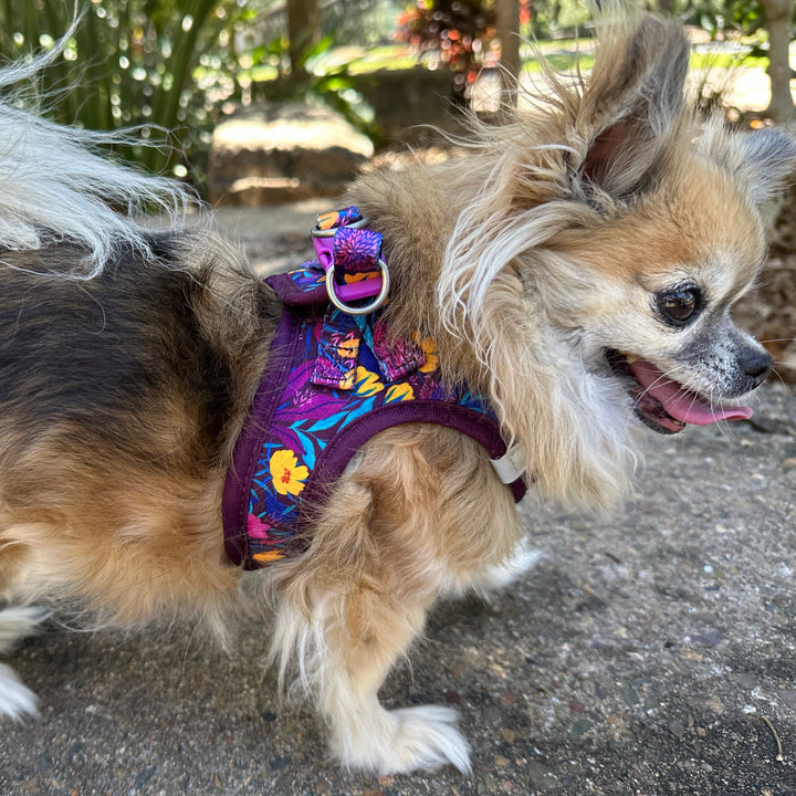 Chihuahua wearing purple / plum dog harness with yellow, bright blue and purple flowers. The chihuahua is standing on a rock with a bright background of a park.