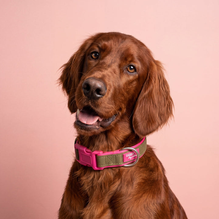 The Fig Dog Collar | Neoprene Padded | Olive & Hot Pink | Stainless Steel D-Ring