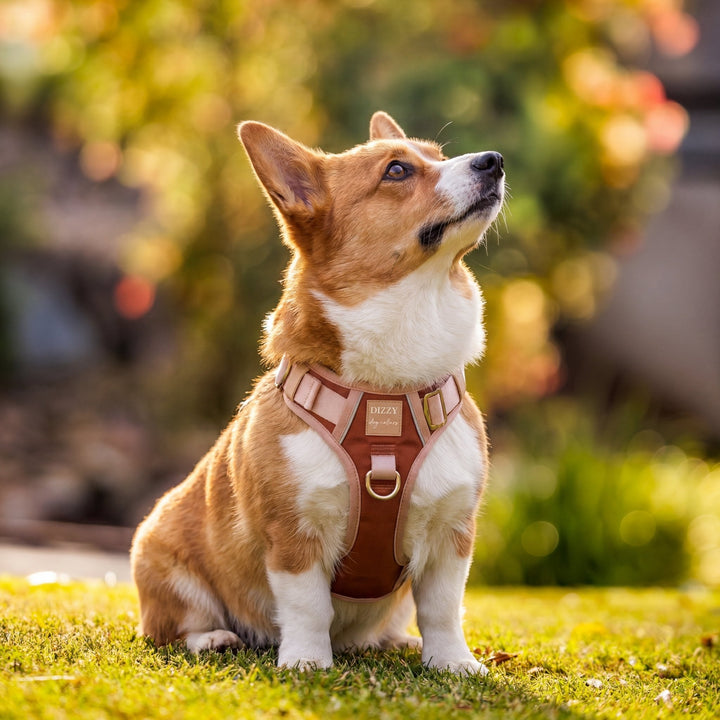 The Chai No Pull Dog Harness | Stainless Steel Step-In with Handle